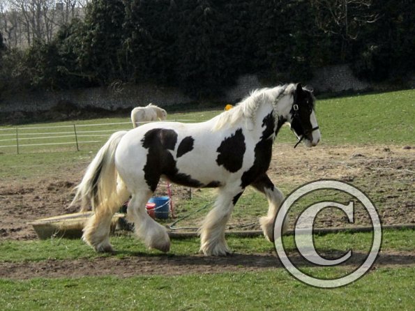 Lucy running around (10)