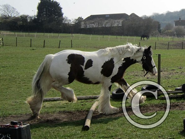 Lucy running around (11)