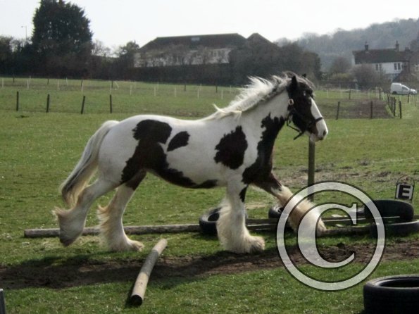 Lucy running around (12)