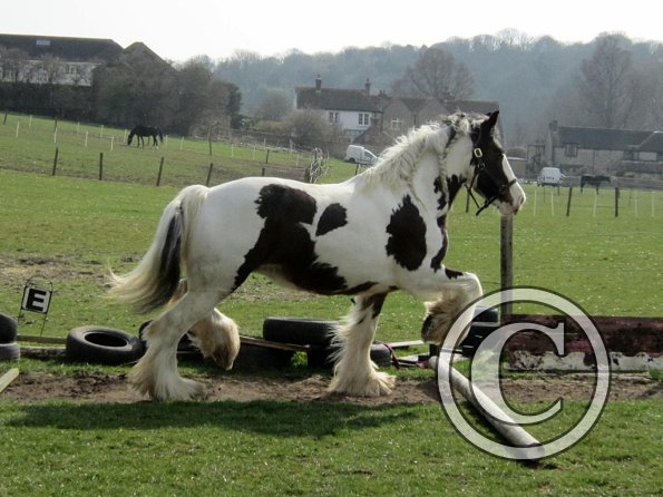 Lucy running around (13)