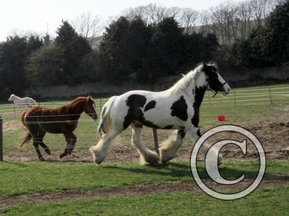Lucy running around (14)