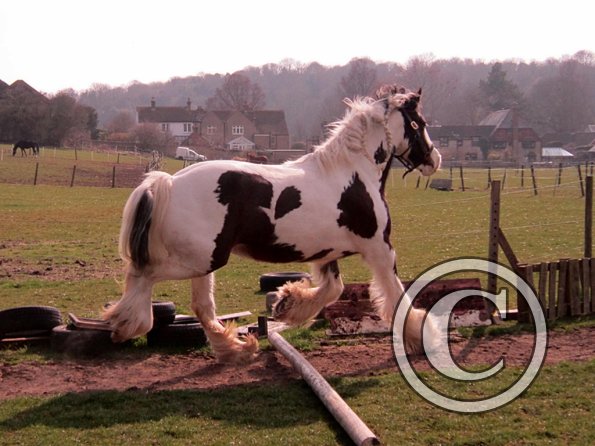 Lucy running around (15)