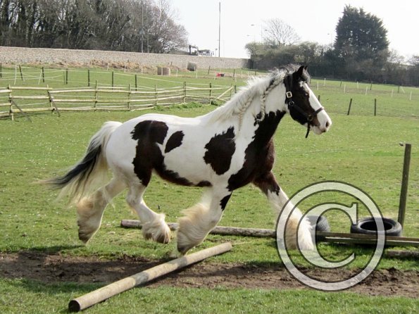 Lucy running around (16)