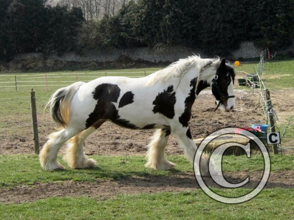 Lucy running around (17)