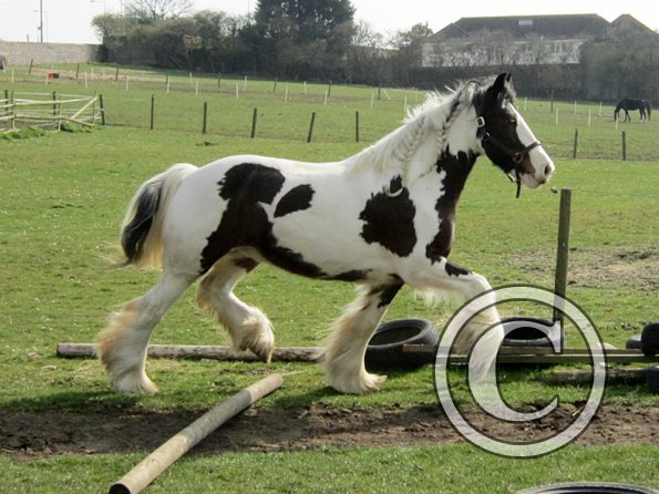 Lucy running around (18)