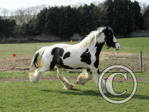 Lucy running around (19)