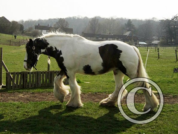 Lucy running around (2)