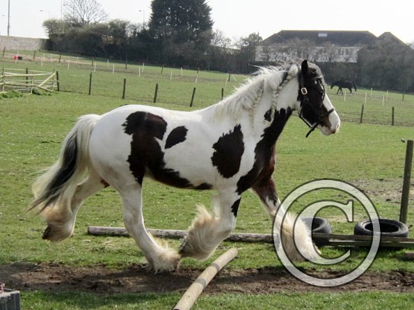 Lucy running around (20)