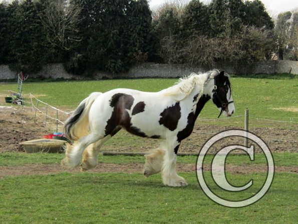 Lucy running around (21)