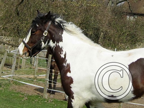 Lucy running around (22)