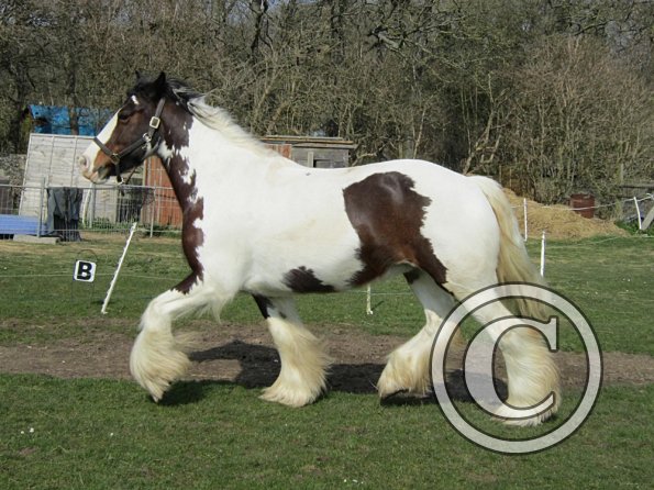 Lucy running around (24)