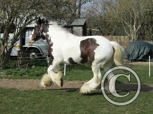Lucy running around (25)