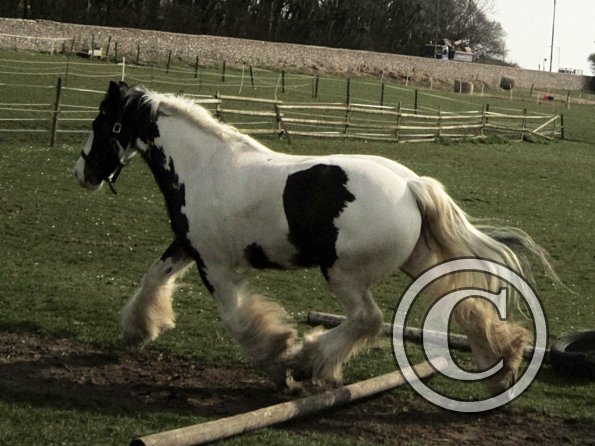 Lucy running around (26)