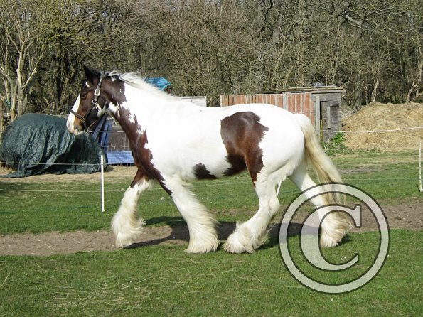 Lucy running around (3)