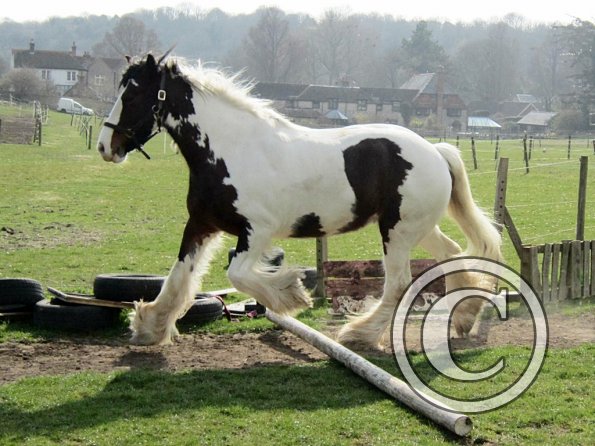 Lucy running around (4)