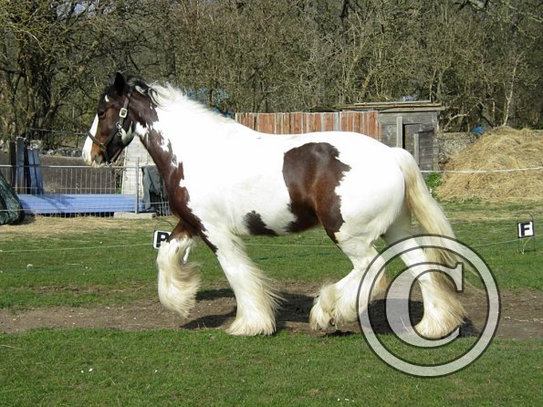 Lucy running around (5)