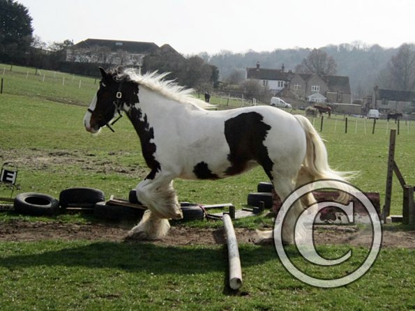 Lucy running around (7)