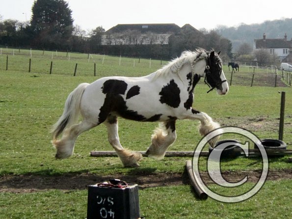 Lucy running around (9)