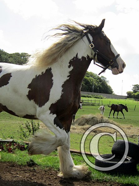 Lucy running around (10)