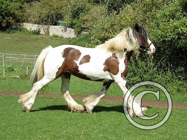 Lucy running around (2)