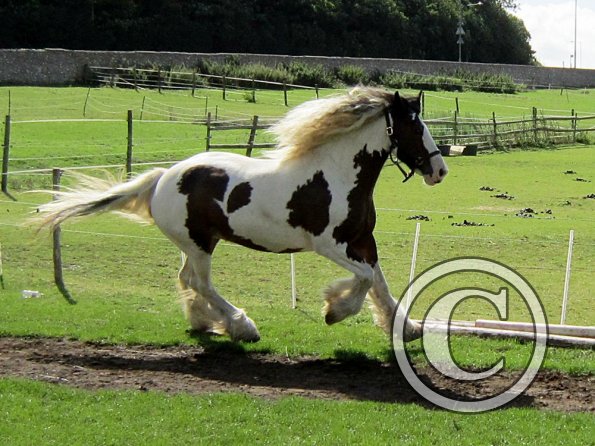 Lucy running around (3)