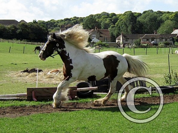 Lucy running around (4)