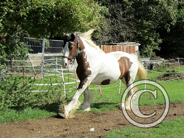 Lucy running around (5)