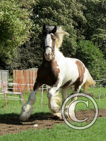 Lucy running around (6)