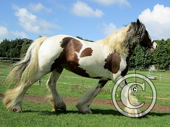 Lucy running around (7)