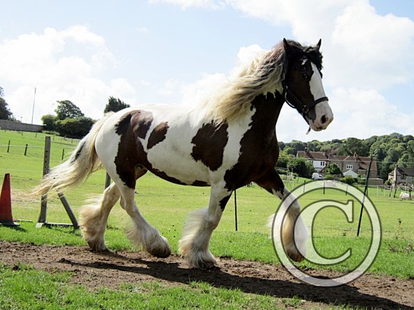 Lucy running around (8)