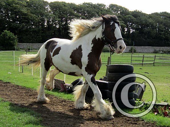 Lucy running around (9)