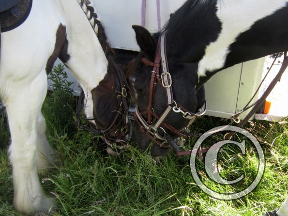 Coakham beach ride (3)