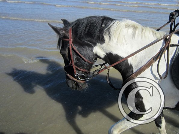 Coakham beach ride (35)
