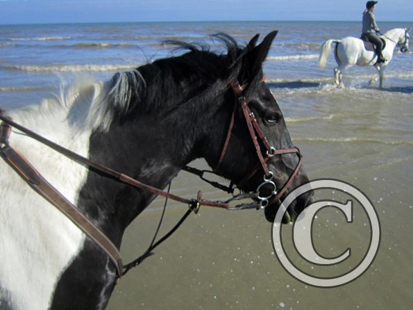 Coakham beach ride (41)