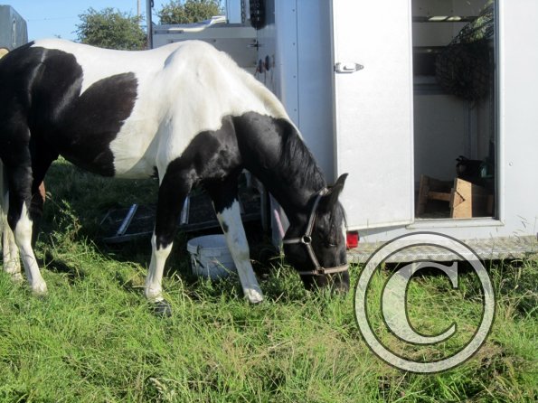 Coakham beach ride (47)