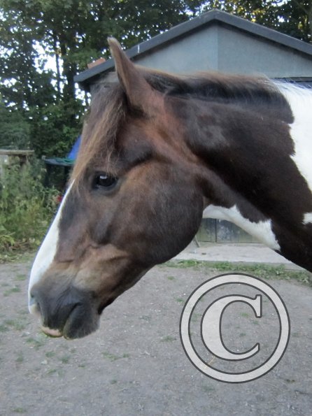 Coakham beach ride (49)