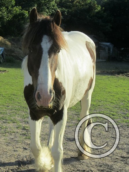 Coakham beach ride (50)