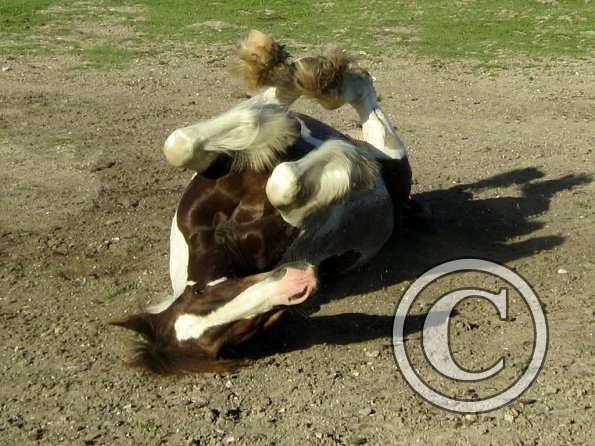 Coakham beach ride (51)