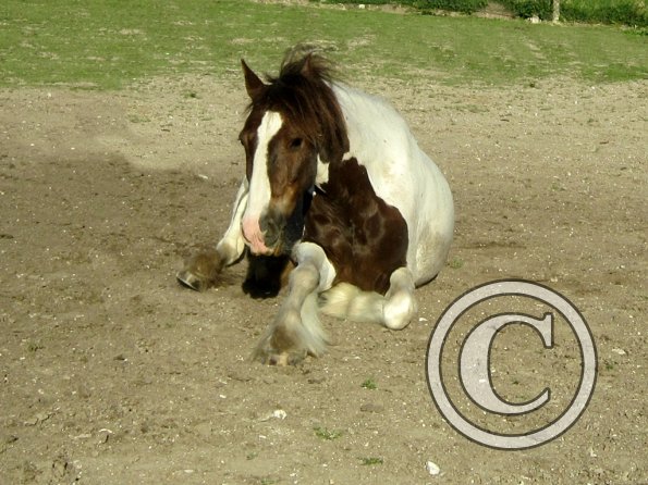 Coakham beach ride (52)