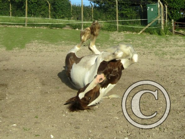 Coakham beach ride (53)