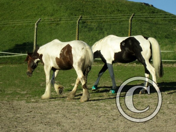 Coakham beach ride (56)