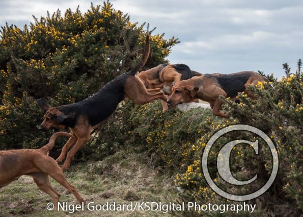 12243230_10154056600989801_8421296451528083065_n