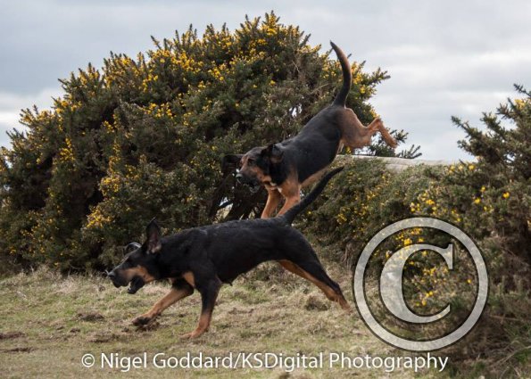 12795261_10154056619994801_985846950993367352_n