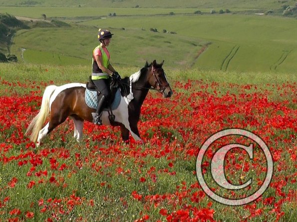 06-25-2015_074304(10)