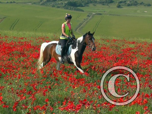 06-25-2015_074304(11)