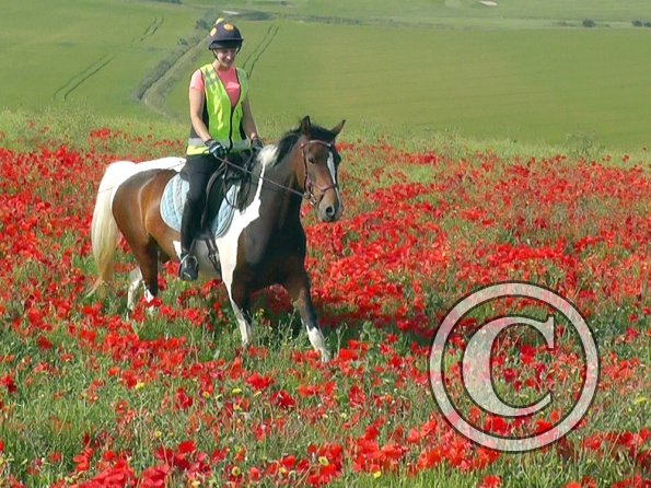 06-25-2015_074304(12)