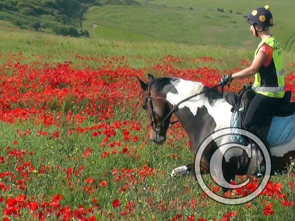 06-25-2015_074304(14)