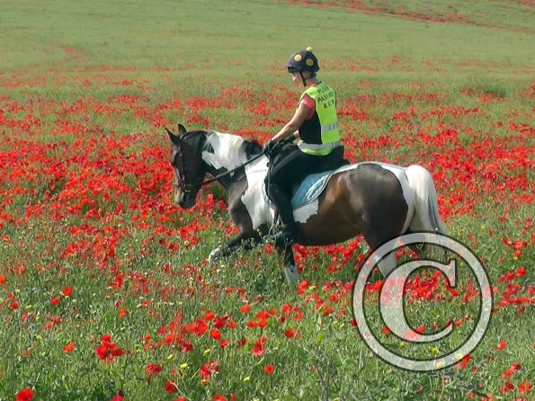 06-25-2015_074304(15)