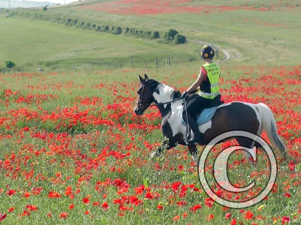 06-25-2015_074304(16)