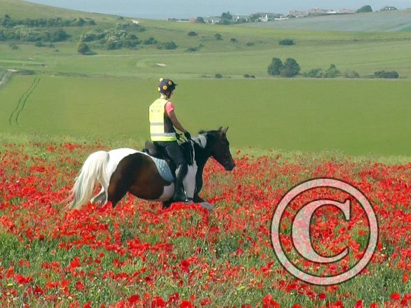 06-25-2015_074304(18)